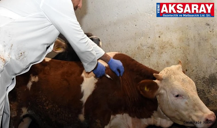 Aksaray’da şap aşılama seferberliği