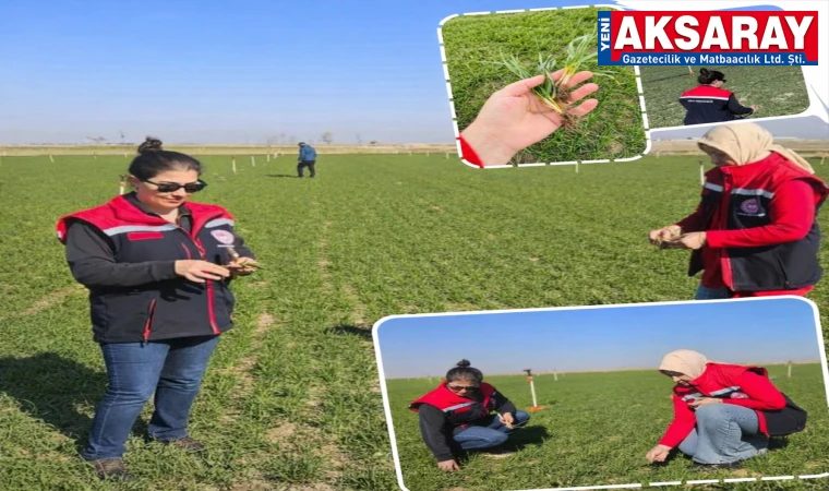 AKSARAY’DA BUĞDAY MESAİSİ Hububat alanları mercek altında