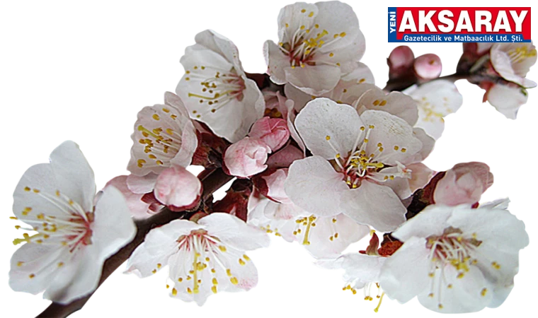 Nevruz’u yarın kutlayacağız
