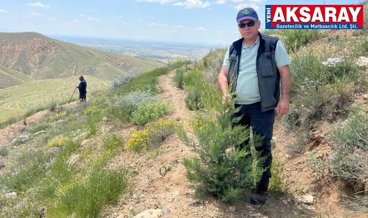 AKSARAY-ANKARA YOLUNDA YEŞİL DÖNÜŞÜM Altınkaya yamaçlarındaki fidanlar boy attı
