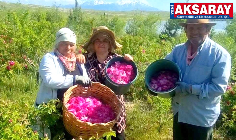 Apsarı Çatalsu Köyü'nde gül hasadı
