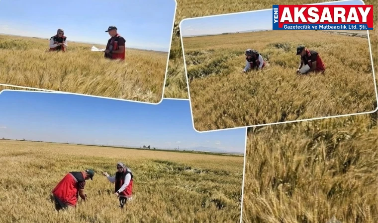 Sertifikalı tohum parselleri mercek altında