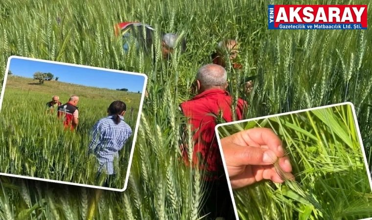 TARIMSAL ÜRETİM GÜVENDE Hastalık ve zararlı kontrolleri aralıksız sürüyor