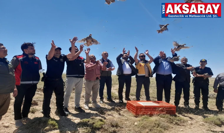 YÜZLERCE KEKLİK DOĞAYLA BULUŞTU Ağaçören’de doğaya kanat, geleceğe umut
