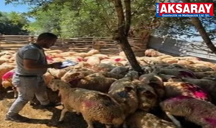 AKSARAY’DA KÜÇÜKBAŞ HAYVANCILIĞA SIKI TAKİP: ‘Köyümde Yaşamak İçin Bir Sürü Nedenim Var’ projesi denetleniyor