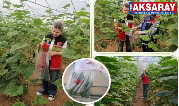 Aksaray’da seralardan hasat öncesi numune alınıyor