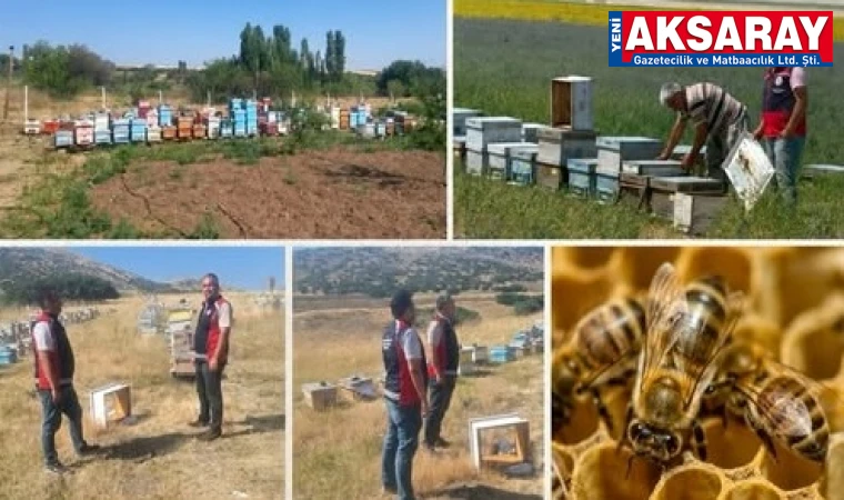 Arılı kovan denetim ve kontrolleri yapılıyor