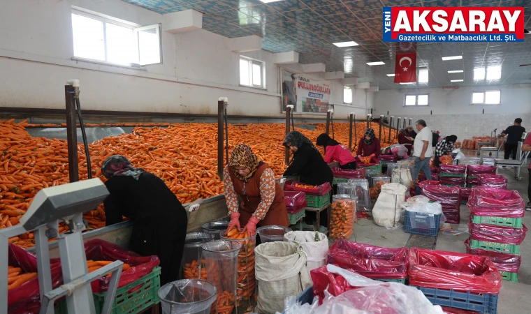 Havuç üretiminin yüzde 67'si Konya'dan