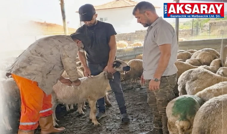 Küçükbaş aşılama çalışmaları hız kesmeden devam ediyor