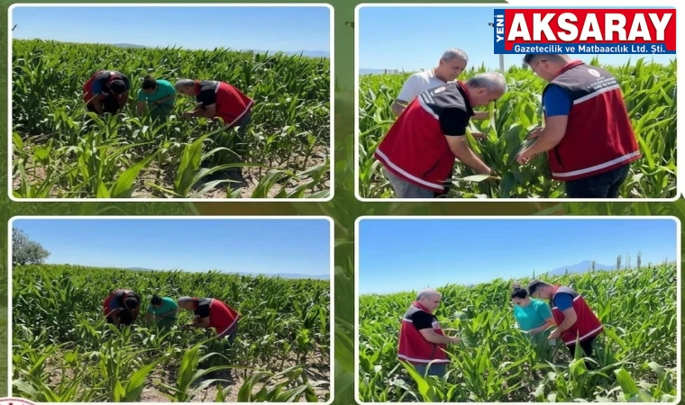 Tarım Müdürlüğü denetmenleri yem bitkilerini kontrol ettiler