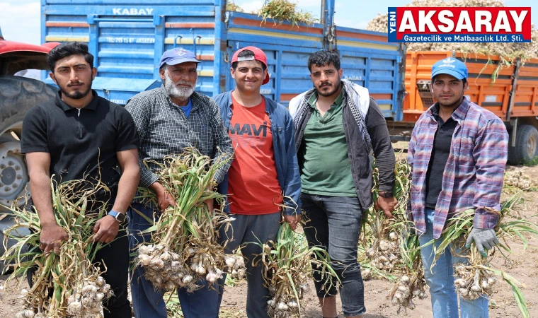 Tarlada başlık parasına çalışıyor