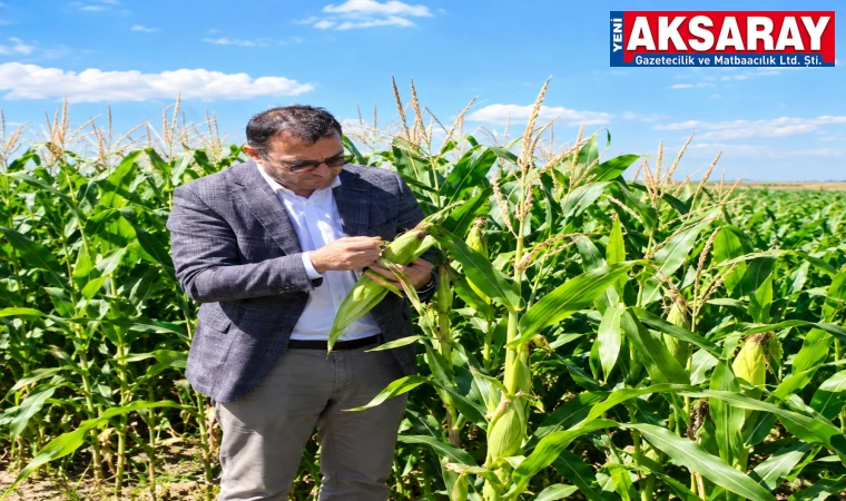 Aksaray'da silajlık mısır hasadı ve arazi kontrolleri sürüyor