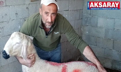 Aksaray’da canlı hayvan ticareti için zorunlu Sertifika dönemi başlıyor   