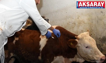 Aksaray’da şap aşılama seferberliği