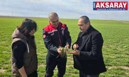 Hububat sahaları mercek altında