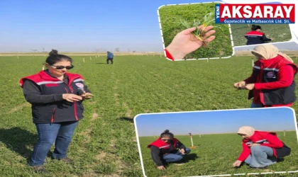 AKSARAY’DA BUĞDAY MESAİSİ Hububat alanları mercek altında