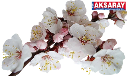 Nevruz’u yarın kutlayacağız