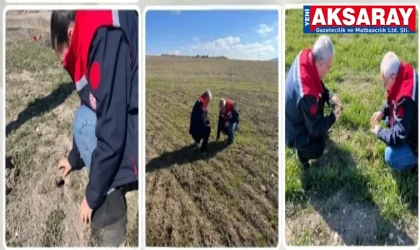 TARLADA MESAİ Tarla faresi ve hububat hastalıklarına karşı sıkı takip