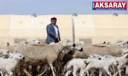 KİŞİ BAŞI 100 KOYUN VERİLECEK Beklentilerin üzerinde başvuru