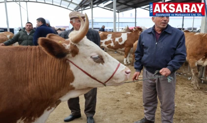 Aksaray hayvan pazarında kurban hareketliliği yaşanıyor