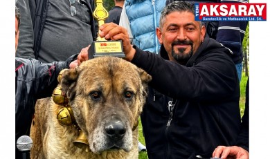 AKSARAY MALAKLISI "DAYI AĞA" 700 KÖPEK ARASINDA BİRİNCİ SEÇİLEREK AKSARAY'A KUPA KAZANDIRDI