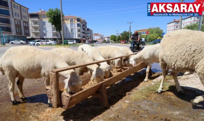 Belirlenen alanın dışında kurbanlık satılmayacak