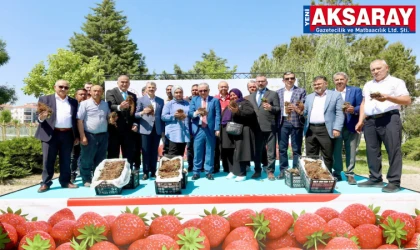 690 Bin çilek fidesi üreticilere dağıtıldı