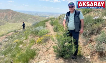 AKSARAY-ANKARA YOLUNDA YEŞİL DÖNÜŞÜM  Altınkaya yamaçlarındaki fidanlar boy attı