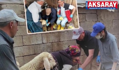 Aksaray’da küçükbaş hayvanlara yakın takip