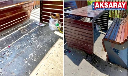 Çekirdek kabuklarıyla kirletilen kamelyalar isyan ettirdi