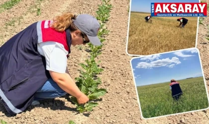 Dolu vurgunu hasar tespit çalışmaları sürüyor
