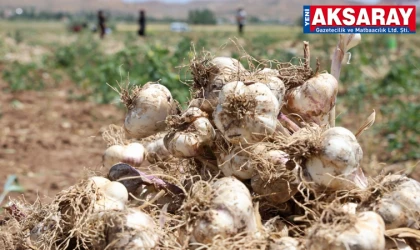 İspanyollara Aksaray sarımsağı