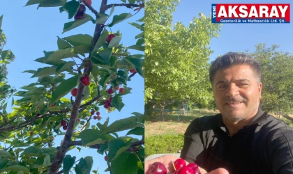 Kiraz bahçelerinde "Kendin Topla, Kendin Ye" dönemini başladı