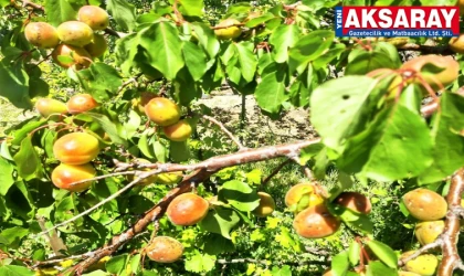 Kurtuluş Mahallesi’nde kayısılar oldu