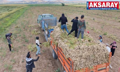 Organik sarımsakların hasadı başladı