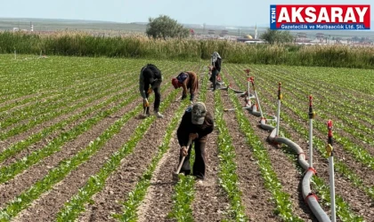 Şeker pancarı çapa mesaisi başladı