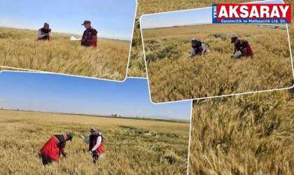Sertifikalı tohum parselleri mercek altında