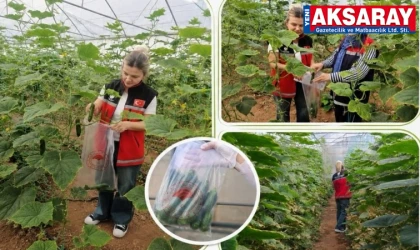 Aksaray’da seralardan hasat öncesi numune alınıyor
