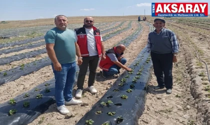 ALTERNATİF ÜRETİM HAMLESİ Organik çilek fideleri yerinde incelendi