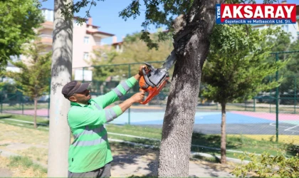 Belediyeden budama ve peyzaj çalışması