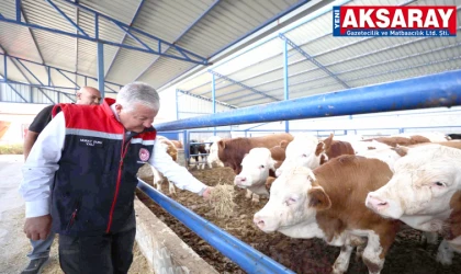 KAZICIKTOL’DA HAYVANCILIK HAMLESİ  Vali Murat Duru besi çiftliğini ziyaret etti