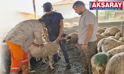 Küçükbaş aşılama çalışmaları hız kesmeden devam ediyor