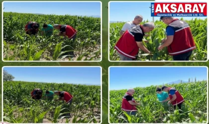 Tarım Müdürlüğü denetmenleri yem bitkilerini kontrol ettiler