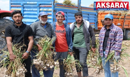 Tarlada başlık parasına çalışıyor