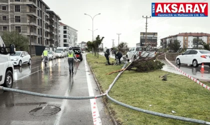 Kontrolden çıkan otomobil önce direği sonra ağacı devirdi: 1 yaralı