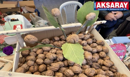 AĞAÇÖREN’DE HEYECAN BAŞLIYOR  En iyi ceviz yarışması için başvurular açıldı